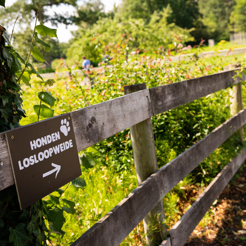 Domein Bovy - Honden losloopweide.png