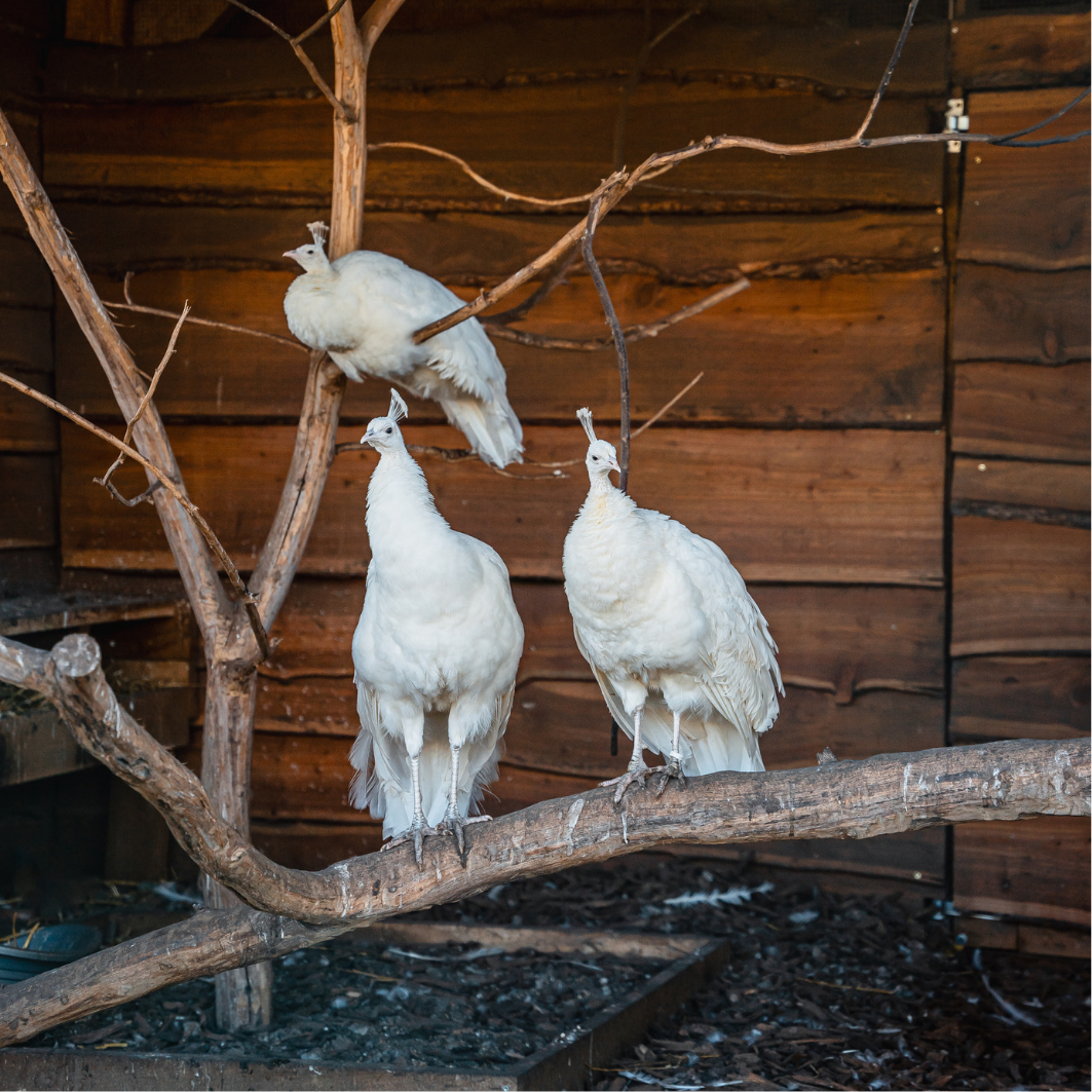 Domein Bovy - Pauwen.png