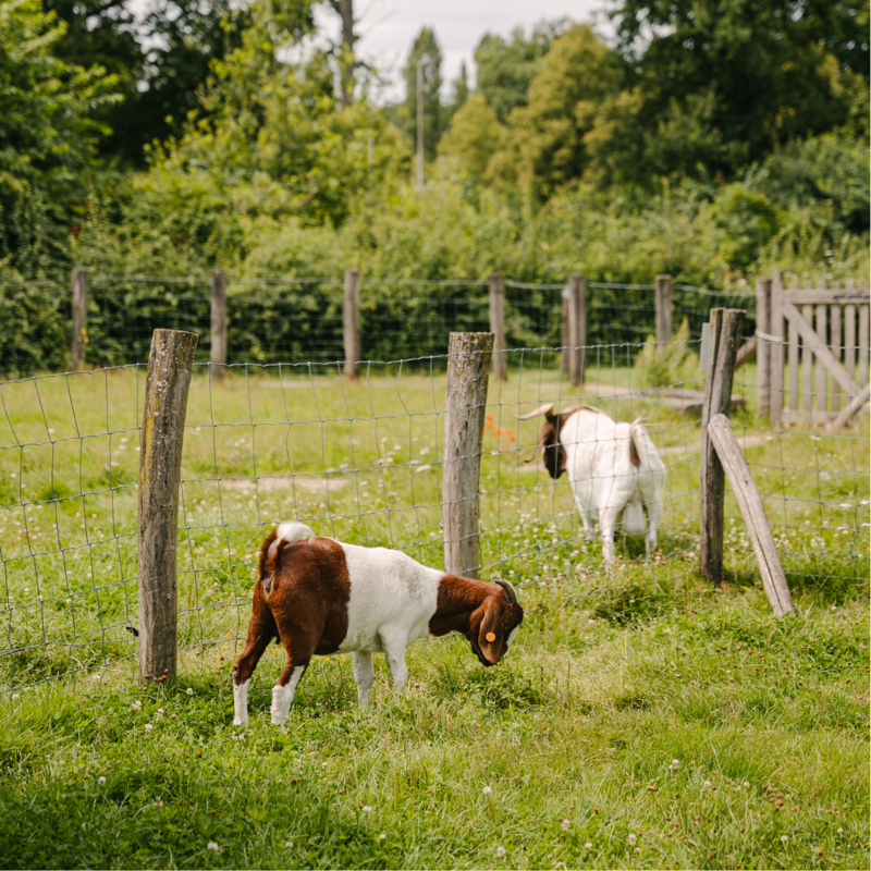Domein Bovy - Geiten.png