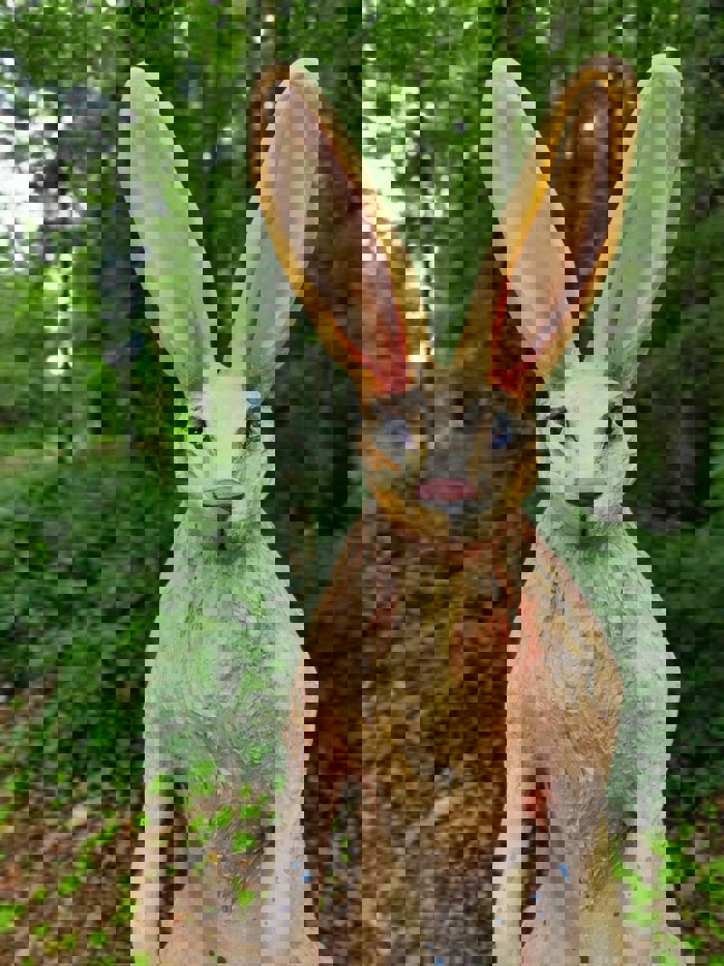 Domein Bovy - Het Hazenpad - Kunstwerk haas