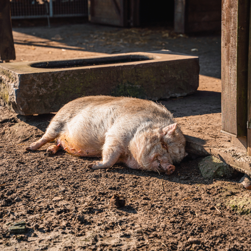 Domein Bovy - Dierenweide.png
