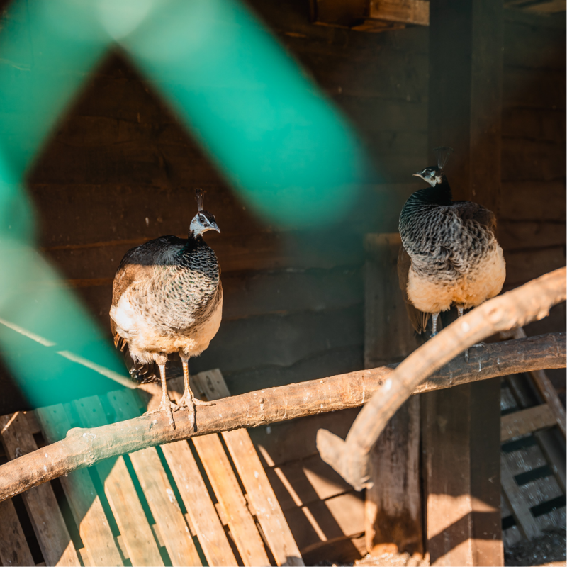 Domein Bovy - Pauwen (2).png