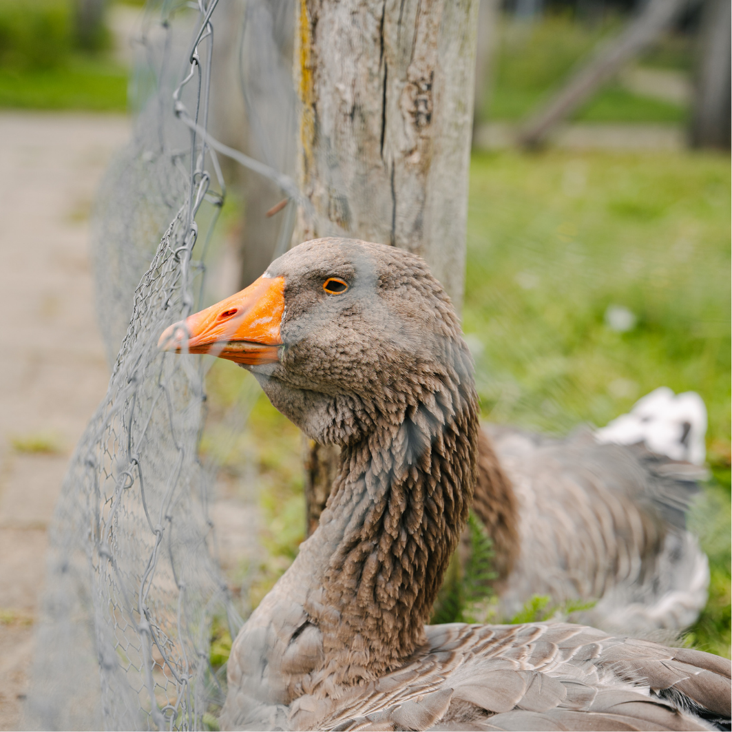 Domein Bovy - Ganzen.png