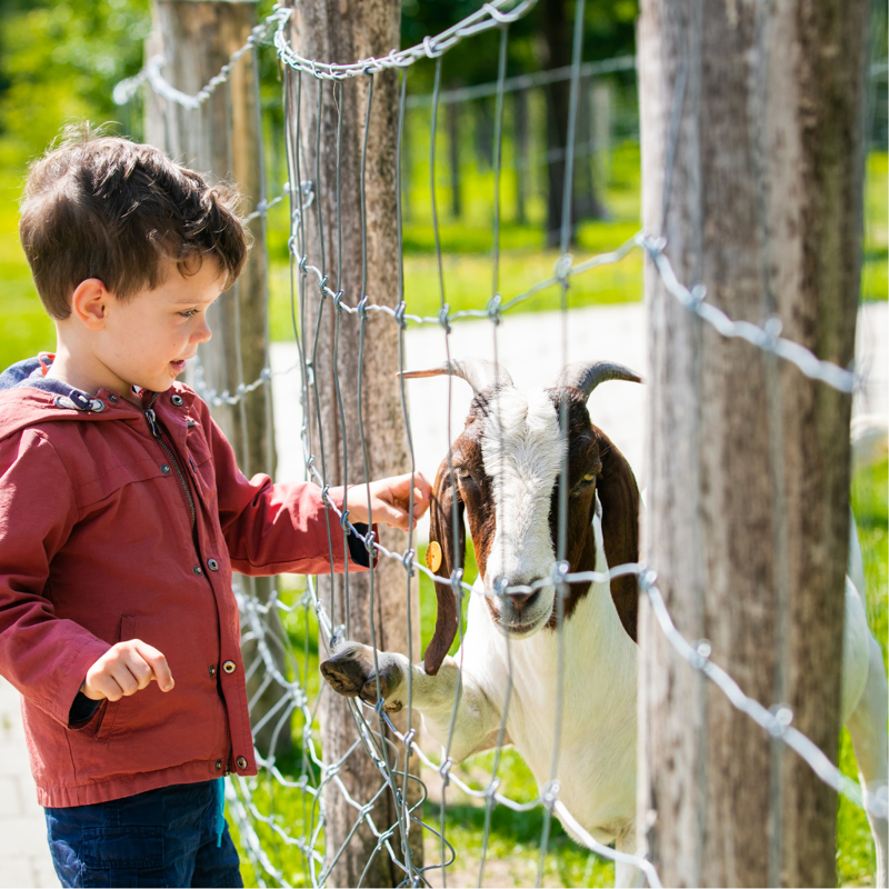 Domein Bovy - Geitjes.png